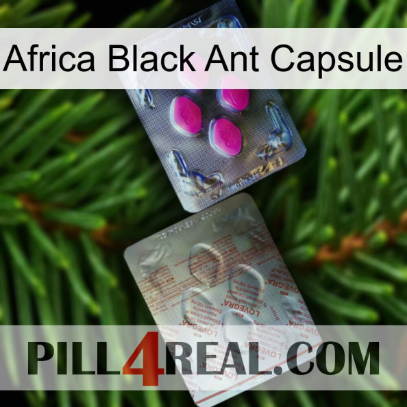 Africa Black Ant Capsule 38.jpg